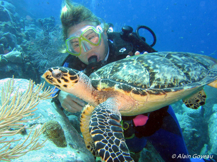 Réseau Tortues Guadeloupe Réseau Tortues Guadeloupe