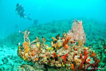 Une activité touristique, la plongée sous-marine.