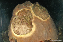 Maladie de la bande jaune sur un corail Etoilé (Montastraea faveolata).
