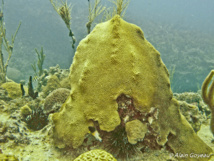 Orbicella franksi: Corail étoile en bloc.
