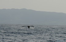 Baleines à bosse dans le Grand Cul de Sac.