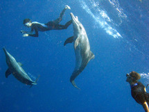 Le retour des Dauphins à Port Louis. Le retour des Dauphins à Port Louis.
