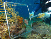 La Rascasse Volante : Pterois volitans La Rascasse Volante : Pterois volitans
