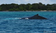 Baleines à Bosse devant Port Louis.