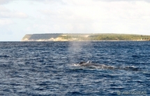 Les Baleines à Bosse sont toujours là ! Les Baleines à Bosse sont toujours là !