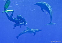 Dauphins Sténos ! Encore ! Dauphins Sténos ! Encore !