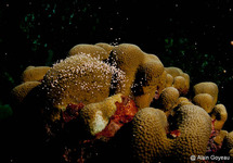 Montastrea annularis reproduction 2011 Montastrea annularis reproduction 2011