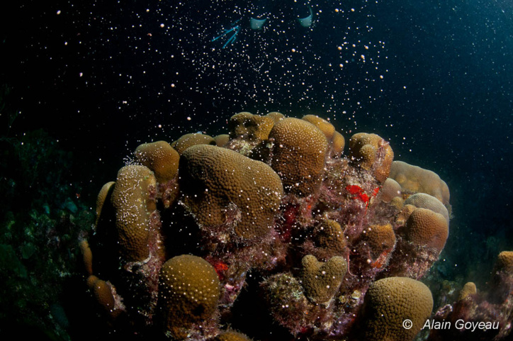 Reproduction Montastrea annularis Reproduction Montastrea annularis