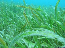 Prairie sous-marine