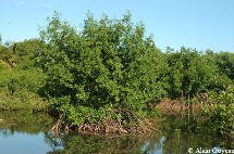 La mangrove.