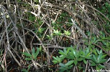 La mangrove.