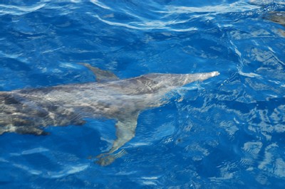 Rencontre des dauphins