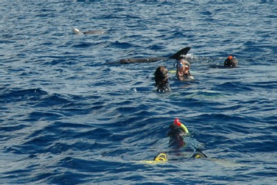 Rencontre des dauphins