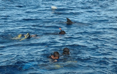Rencontre des dauphins
