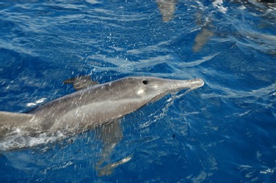 Rencontre des dauphins