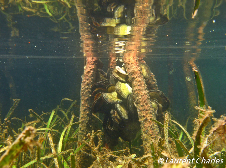 Une journée type de la mission Karubenthos. Une journée type de la mission Karubenthos.