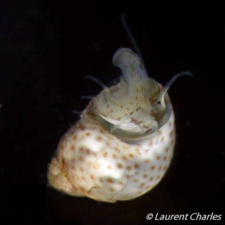 Une journée type de la mission Karubenthos. Une journée type de la mission Karubenthos.