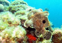 Les poissons antennaires de Port Louis.