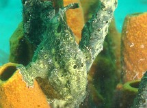 Poisson Antennaire vert