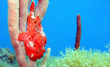 Antennarius multiocellatus