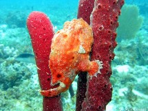 Antennarius multiocellatus