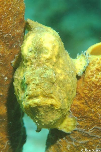 Antennarius multiocellatus
