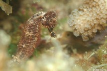 Hippocampe