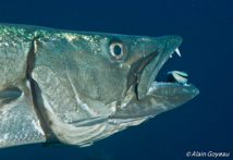 Un Barracuda bouche ouverte attend que le petit Labre termine. Un Barracuda bouche ouverte attend que le petit Labre termine.