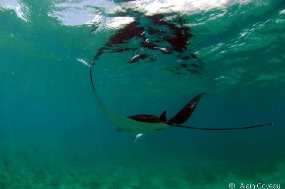 La Raie Manta (Manta birostris).