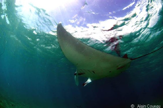 La Raie Manta (Manta birostris).