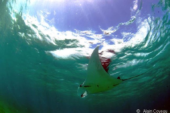La Raie Manta (Manta birostris).