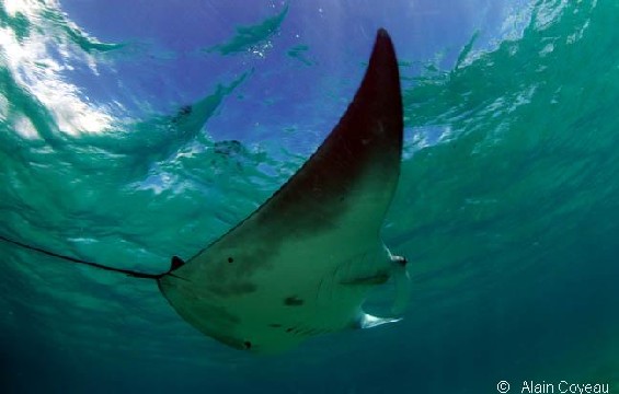 La Raie Manta (Manta birostris).