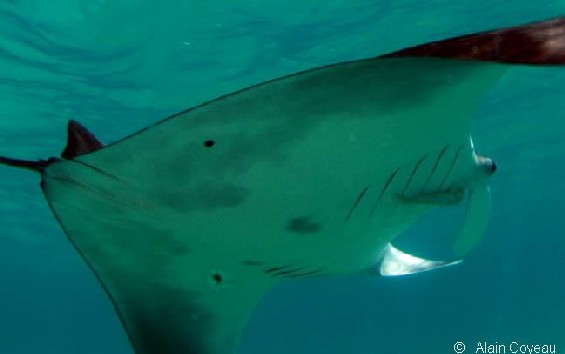 La Raie Manta (Manta birostris).
