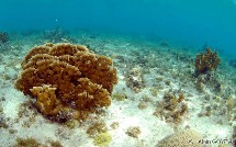 Corail de Feu