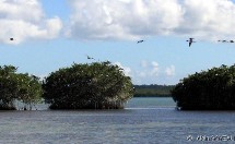 L'île aux oiseaux