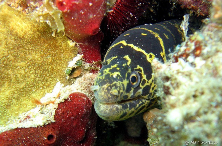 Murène à gueule pavée
