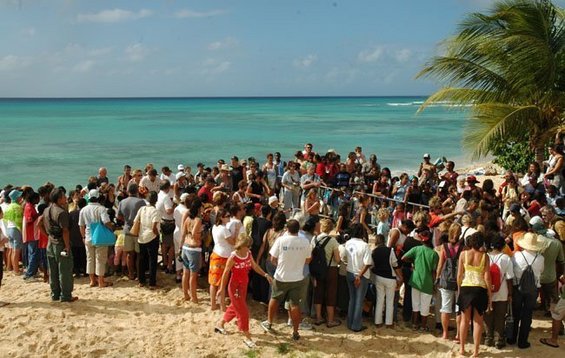 Remise à l'eau de 2 tortues à Port Louis.