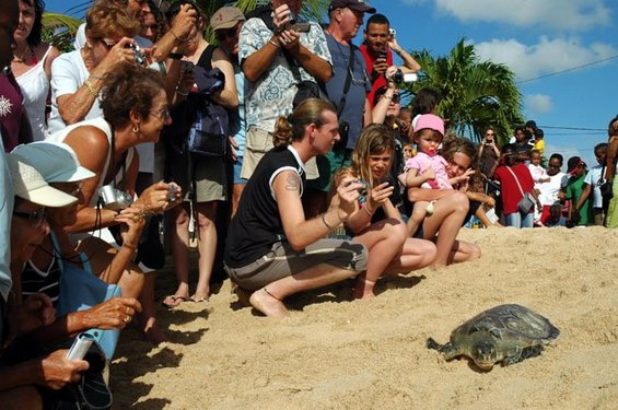 Remise à l'eau de 2 tortues à Port Louis. Remise à l'eau de 2 tortues à Port Louis.