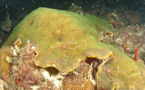 Reproduction coraux Montastrea faveolata en Guadeloupe.