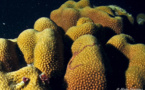 Reproduction du Corail-étoilé Massif (Montastraea annularis)