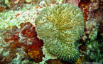 Les Anémones de Mer