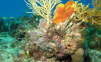 La Rascasse Volante : Pterois volitans 