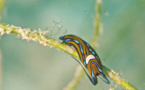 Chelidonura hirundinina
