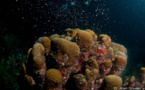 Reproduction des Ophiures