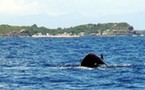 EDEN PLONGEE à la rencontre des baleines à bosse.