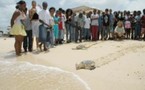 Remise à l'eau de tortues marines
