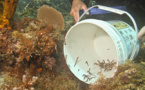 Environ 150 hippocampes nés à l’aquarium de la Guadeloupe ont découvert leur élément naturel.