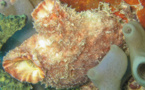 Ascidie Solitaire (Polycarpa spongiabilis)