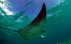 La Raie Manta (Manta birostris).