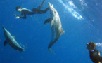 Dauphins en Guadeloupe (Steno bredanensis)